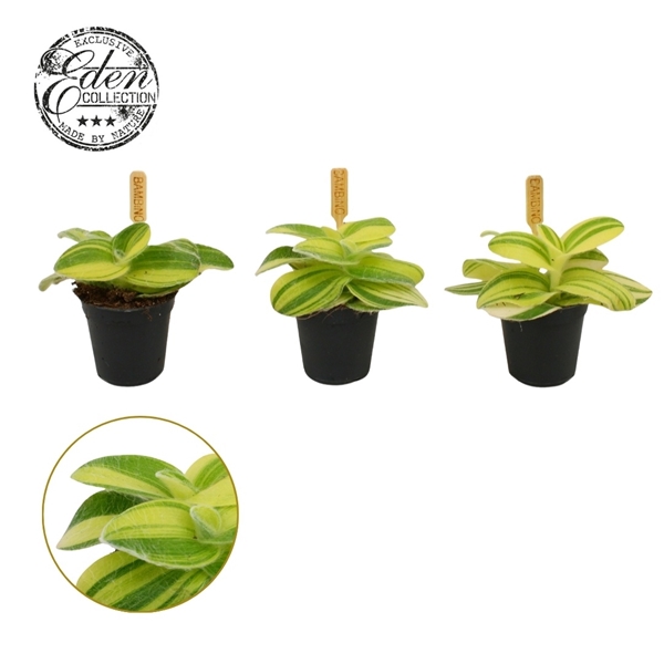 Tradescantia sillamontana
