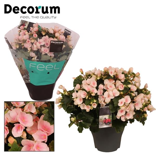 Begonia hybrida Betulia Hell Pink