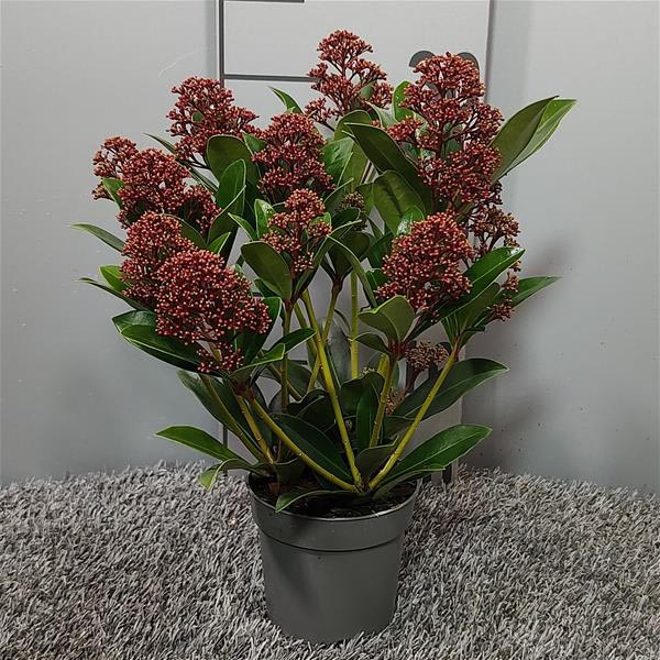 Skimmia japonica Rubella