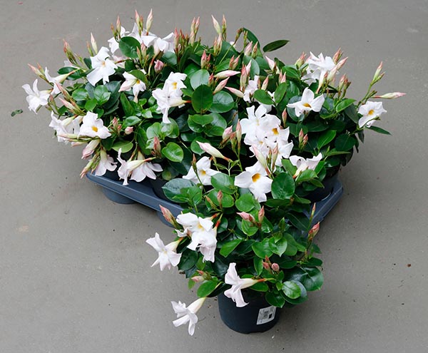 Dipladenia hybrida White Sundeville