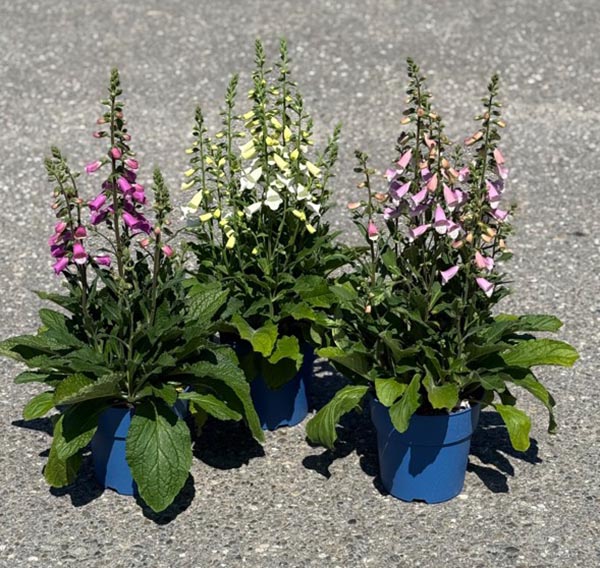 Digitalis purpurea MIX