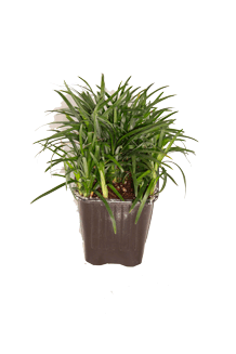 Ophiopogon japonica Dwarf Mondo