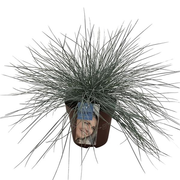 Festuca glauca Intense Blue
