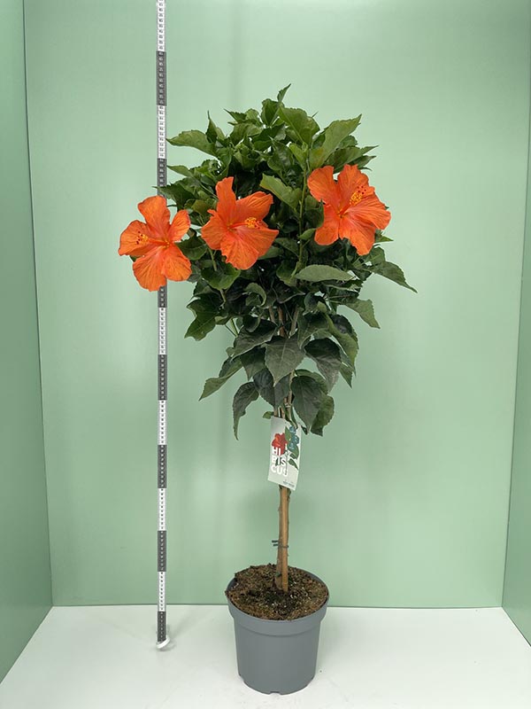 Hibiscus rosa-sinensis Mix