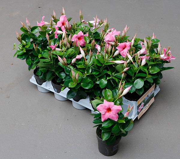 Dipladenia hybrida Cream Pink Sundeville