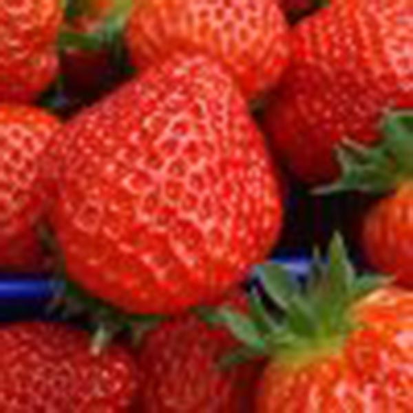 Fragaria ananassa Senga Sengana