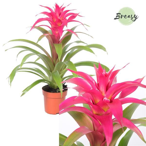 Guzmania hybrida Deseo