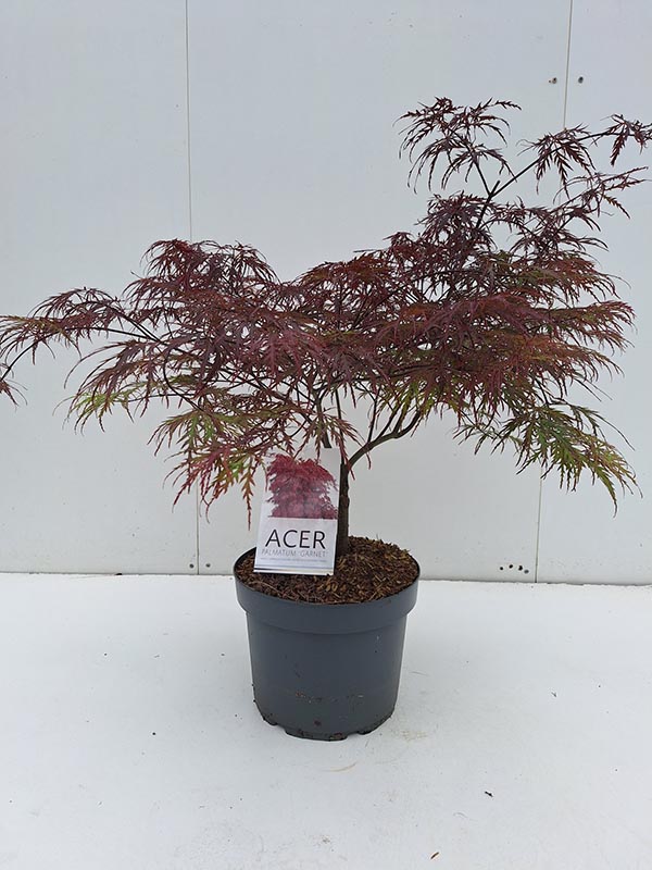 Acer palmatum Garnet
