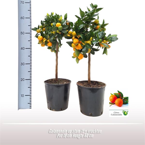 Citrus mitis Calamondin