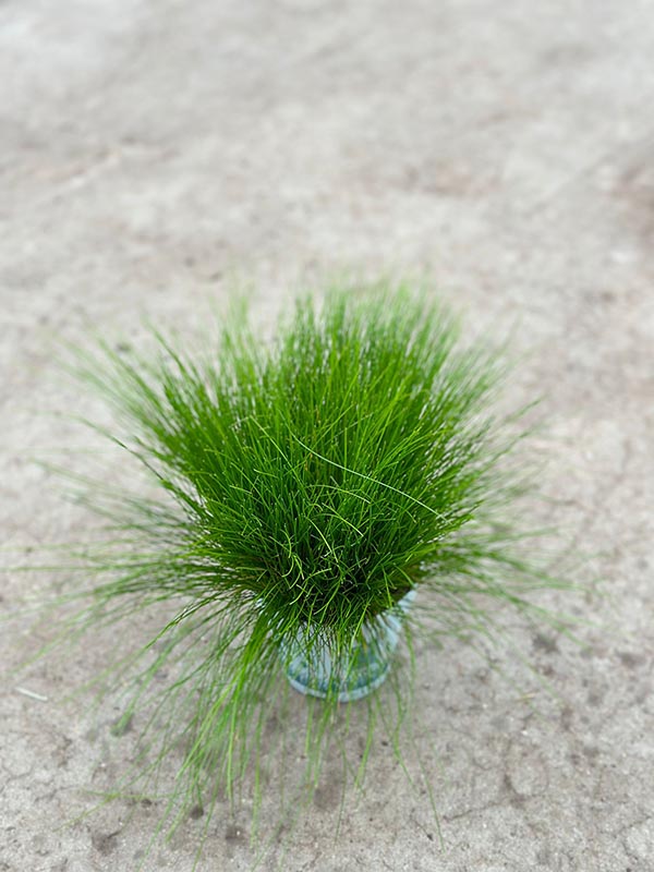 Deschampsia flexuosa AmiLime