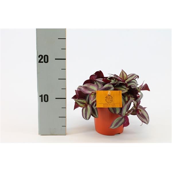 Tradescantia zebrina Purpusii