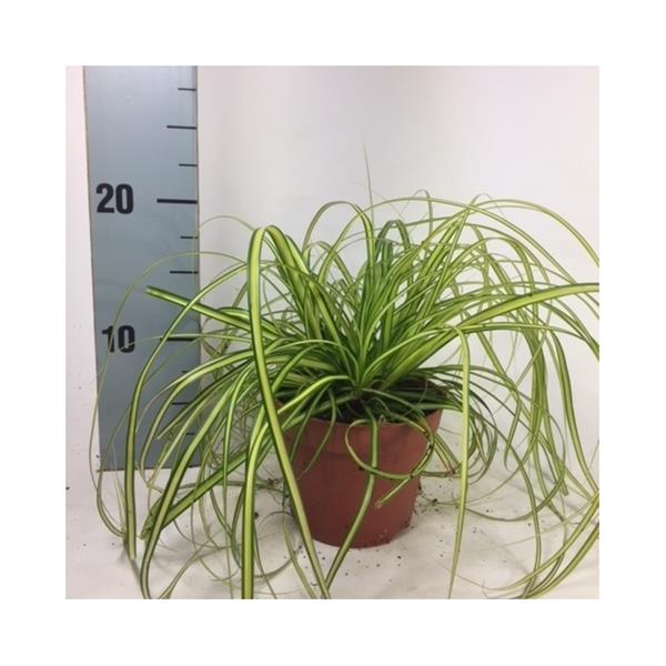 Carex oshimensis Eversheen