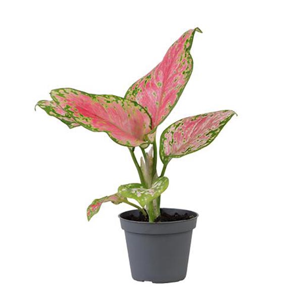 Aglaonema commutatum RED VALENTINE