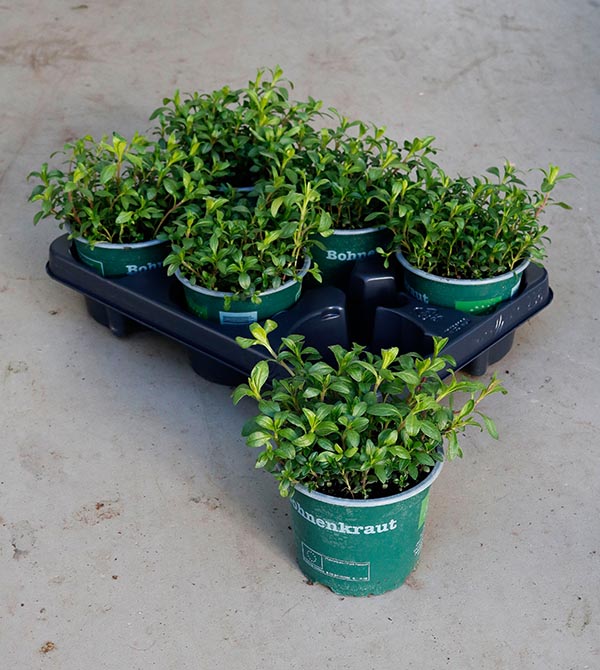 Satureja hortensis Bohnenkraut Bio