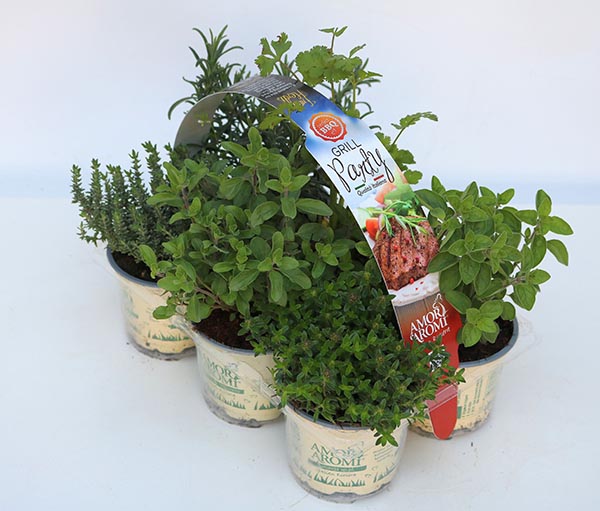 MIX-VE Grill Party 6er-Pack