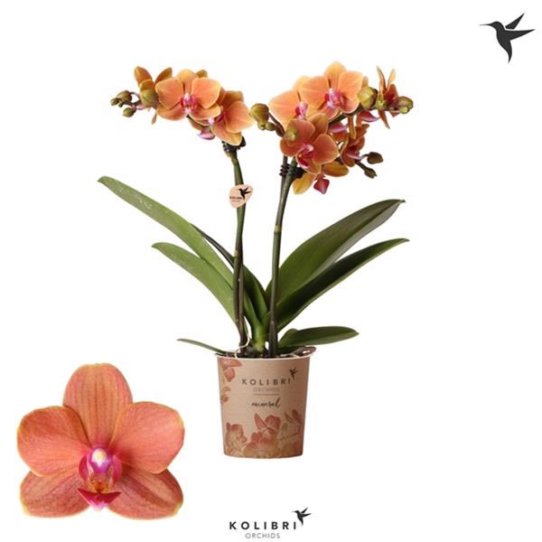 Phalaenopsis hybrida Multiflora Bolzano