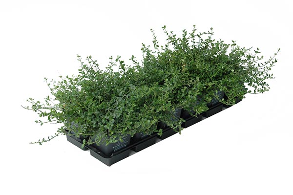 Euonymus fortunei Minimus