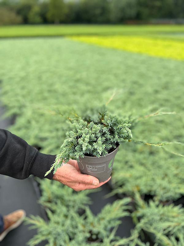Juniperus squamata Blue Carpet