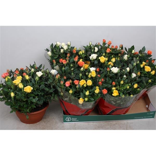 Rosa hybrida Pastel Carnaval