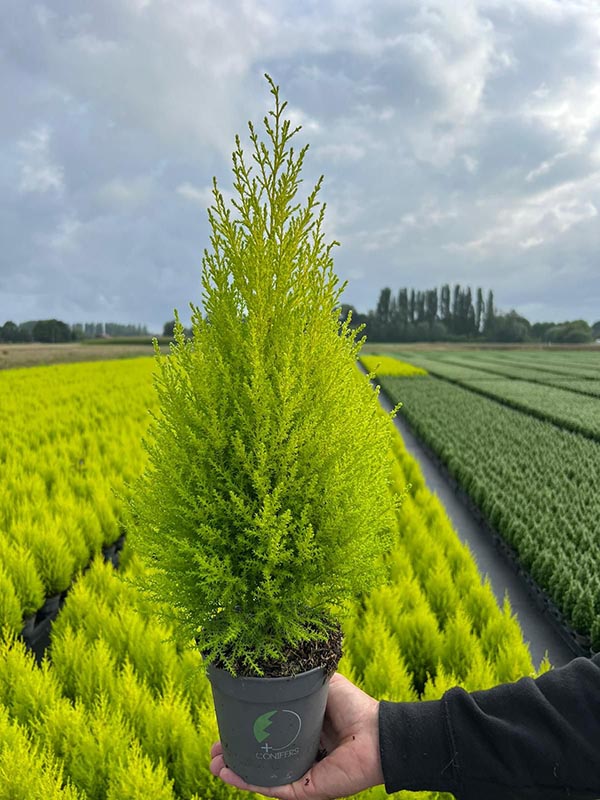 Cupressus macrocarpa Goldcrest Wilma