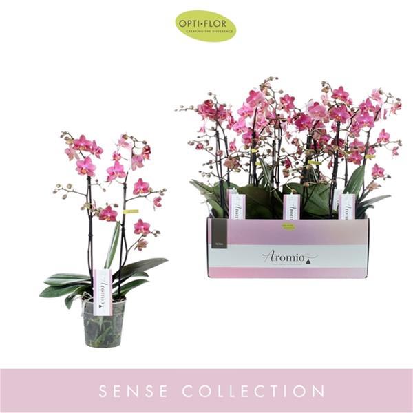 Phalaenopsis hybrida Aromio Floral