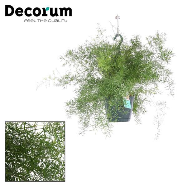 Asparagus densiflorus Sprengeri