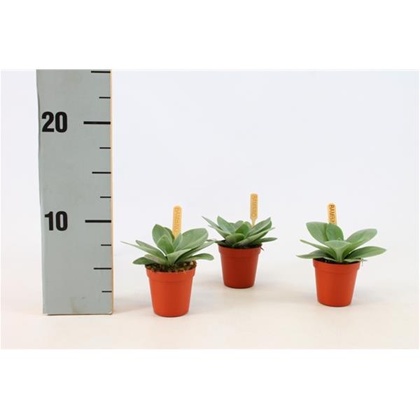 Senecio mountain Fire