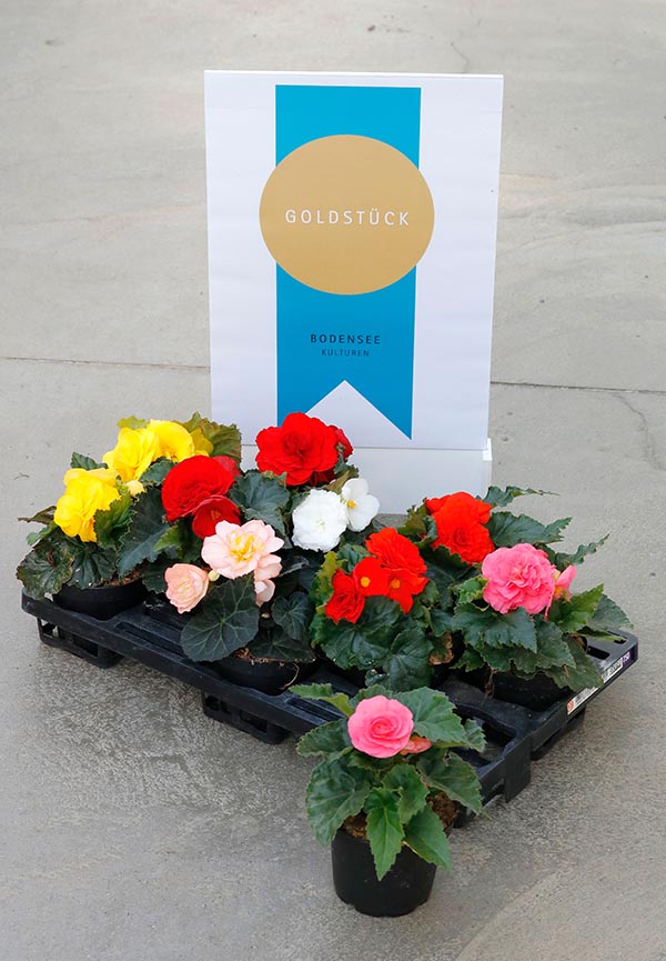 Begonia hybrida Knollenbegonien