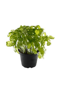 Ocimum basilicum Strauchbasilicum Grün