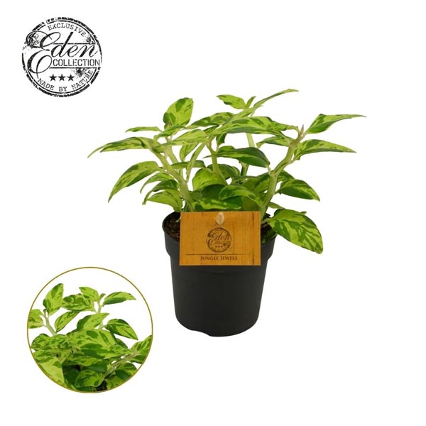 Pedilanthus tithymaloides