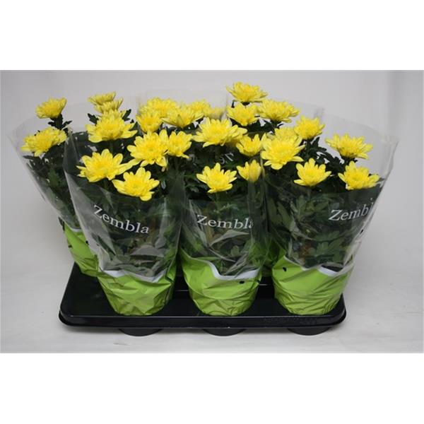 Chrysanthemum indicum Zembla Geel