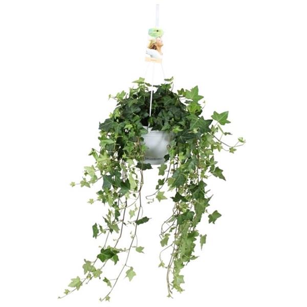 Hedera helix Pittsburgh