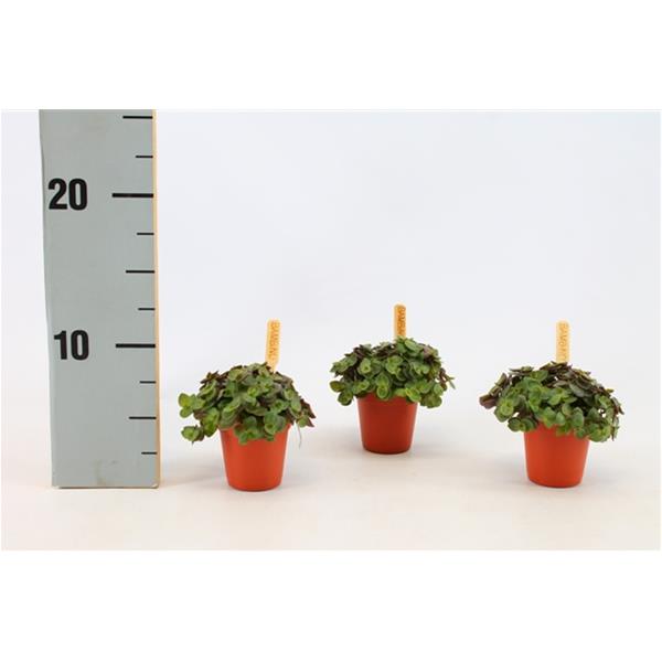 Callisia repens Turtle