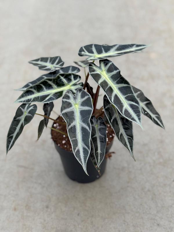 Alocasia amazonica Bambino arrow