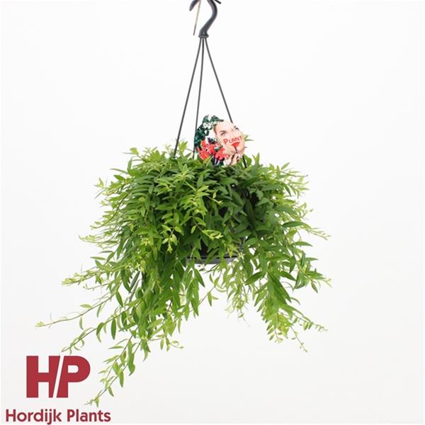 Aeschynanthus hybrida Japhrolepis