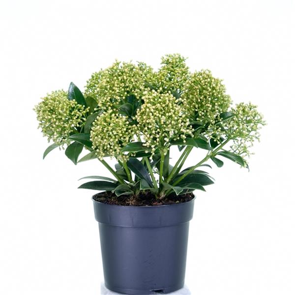 Skimmia japonica White Dwarf 60+