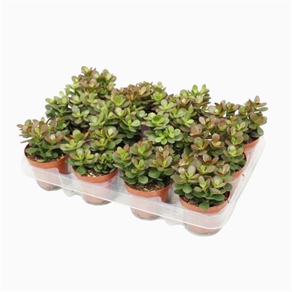 Crassula ovata Minor