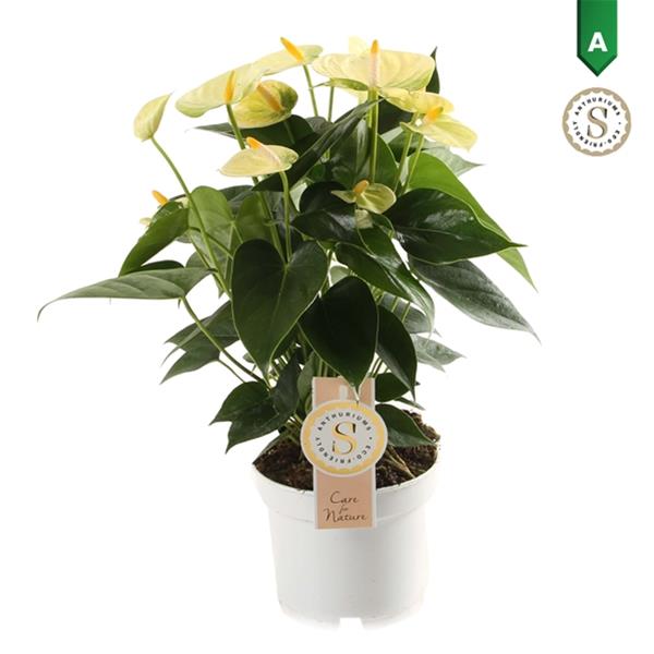 Anthurium andreanum Gelb Champion