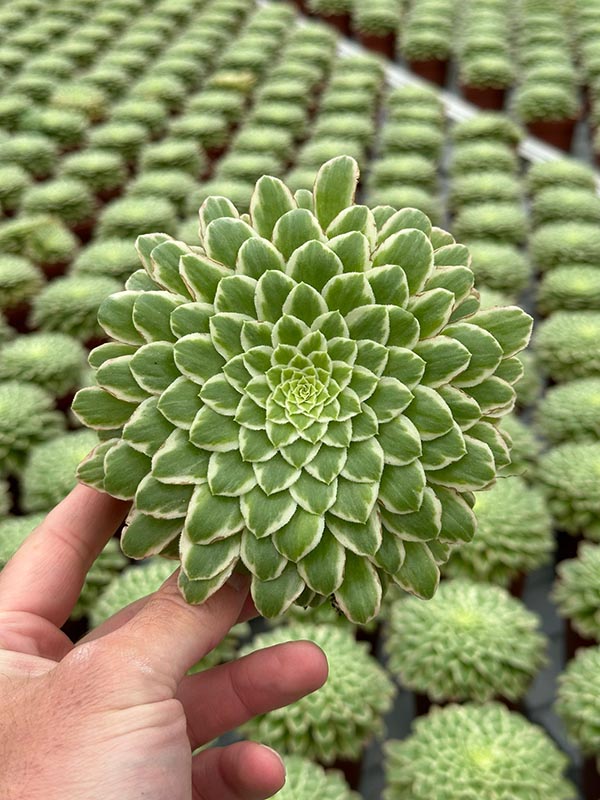 Aeonium domesticum VARIEGATA