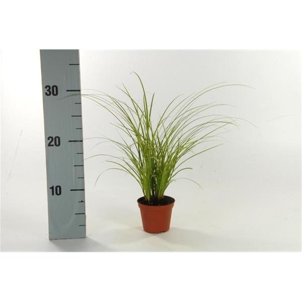 Carex brunnea Variegata
