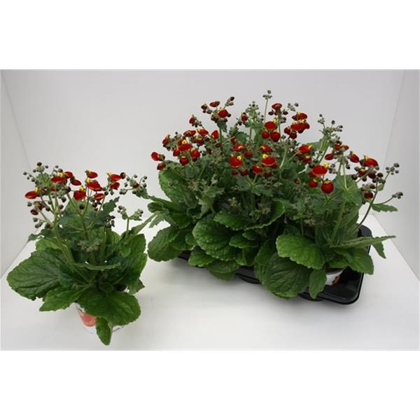 Calceolaria hybrida Calynopsis Rot-Gelb