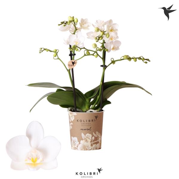 Phalaenopsis hybrida Multiflora Norway