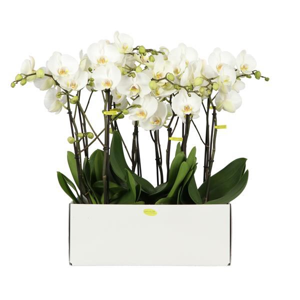 Phalaenopsis hybrida Big40 Weiss