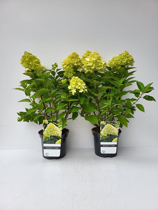 Hydrangea paniculata Limelight