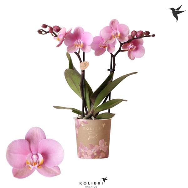 Phalaenopsis hybrida Jewel Italy