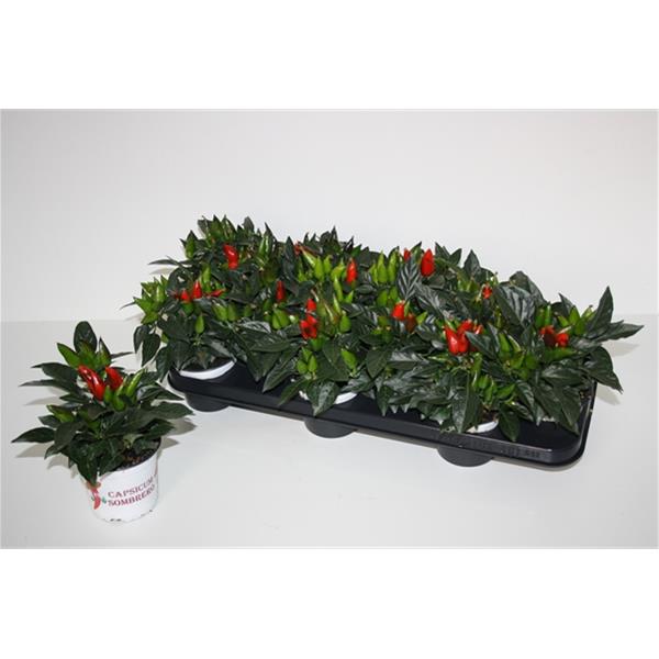 Capsicum annuum Favorite Rot
