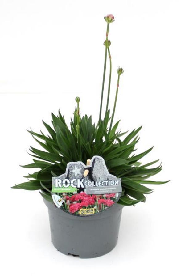 Armeria pseudarmeria Mix