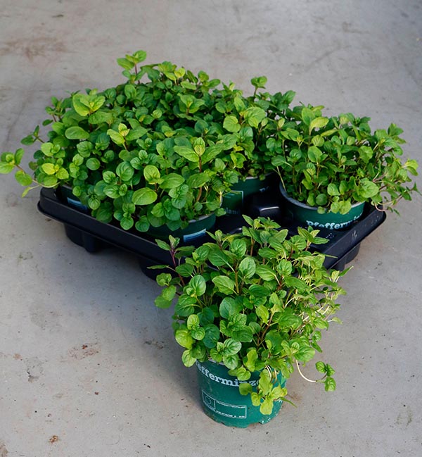 Mentha piperita Pfefferminze Bio