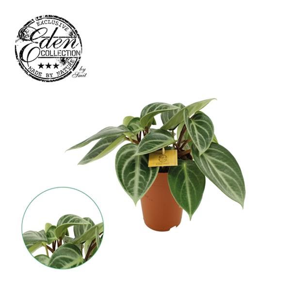 Peperomia sarcophylla