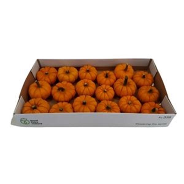 Cucurbita pepo Kürbis Jack Be Little